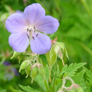 Violet nature plant