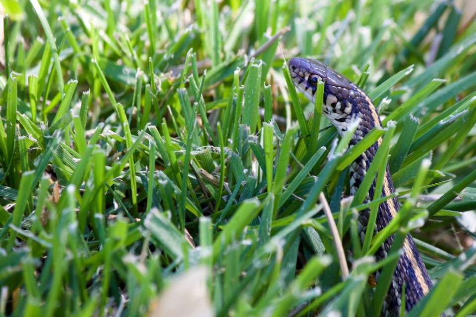 Wild nature reptile
