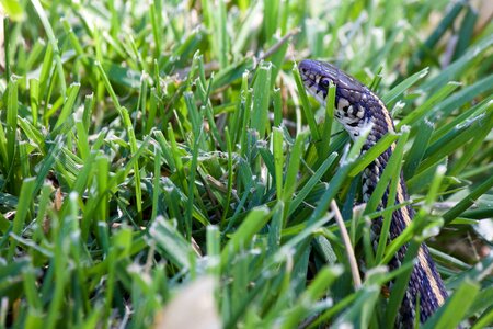 Wild nature reptile
