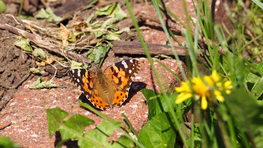 Spring orange butterfly wings photo