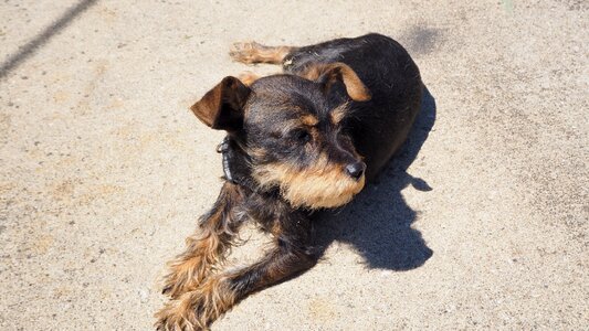 Miniature pinscher schnauzer photo