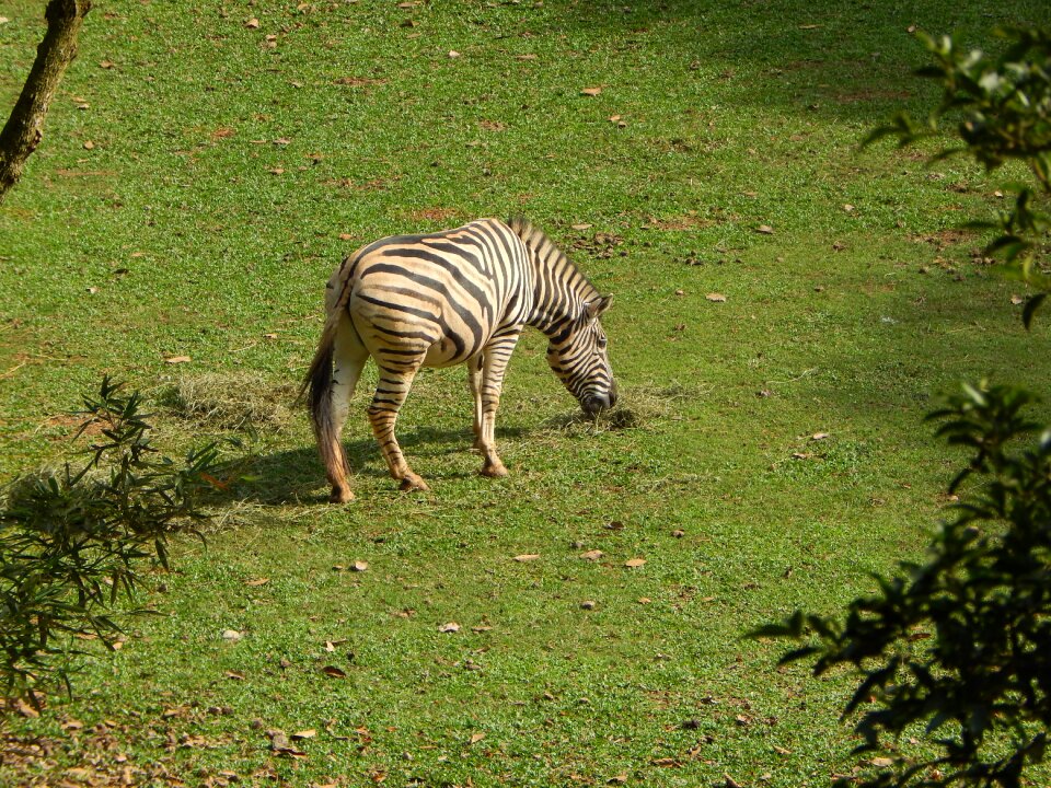 Striped eating grass wild