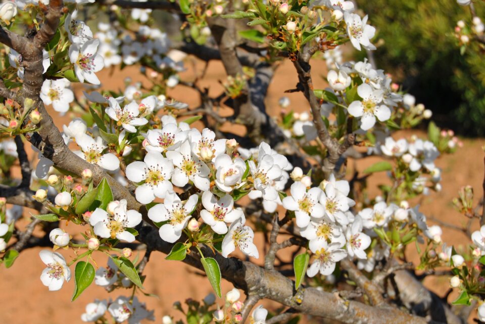 Spring field orchard