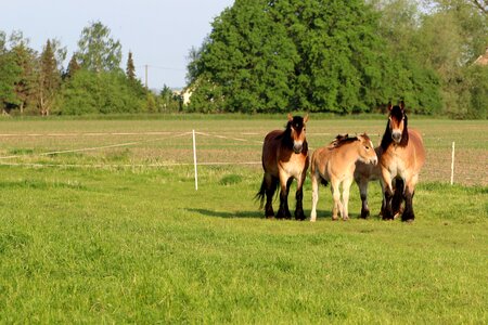 Cold blooded animals paddock pasture
