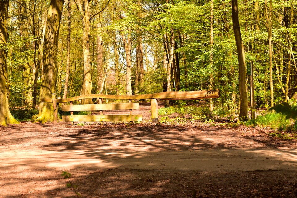 Forest path away end