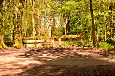 Forest path away end