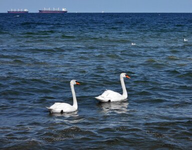 The coast the baltic sea landscape