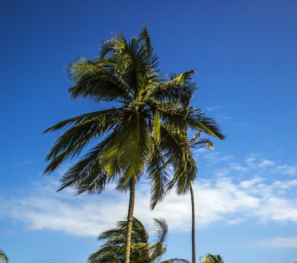 Palma leaves beach