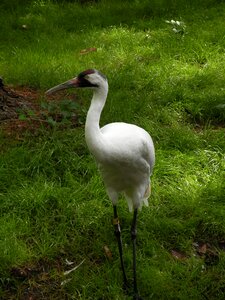 Whooping nature wildlife