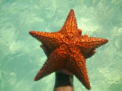 Sea star hand animal photo