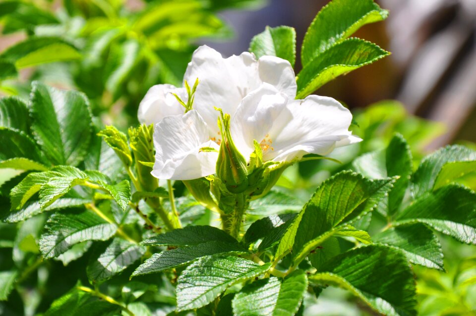 Flower rose bush white flower