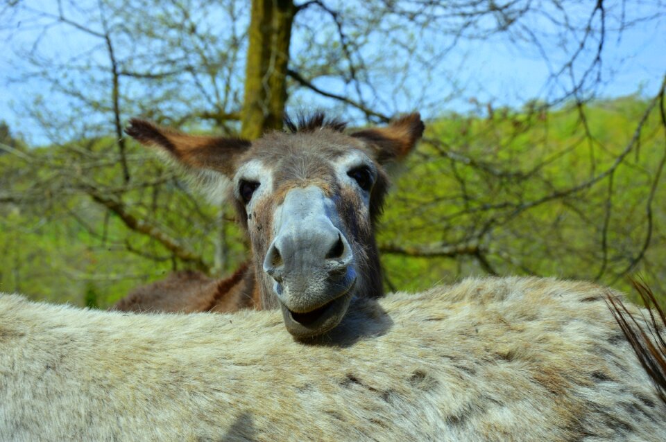 Donkey ass of the cotentin animal