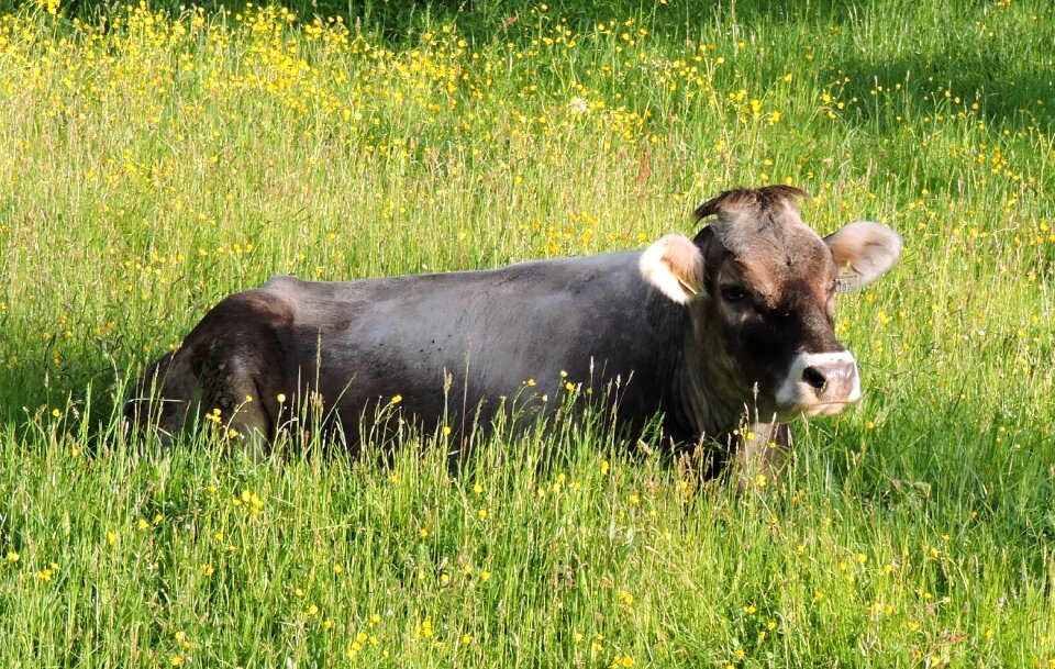 Meadow grauvieh nature
