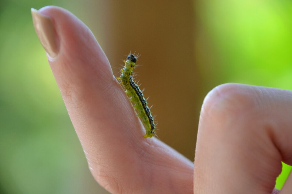 Finger insect pest