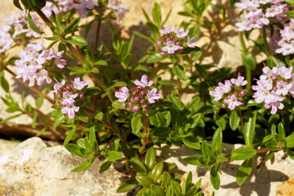 Nature beautiful spring