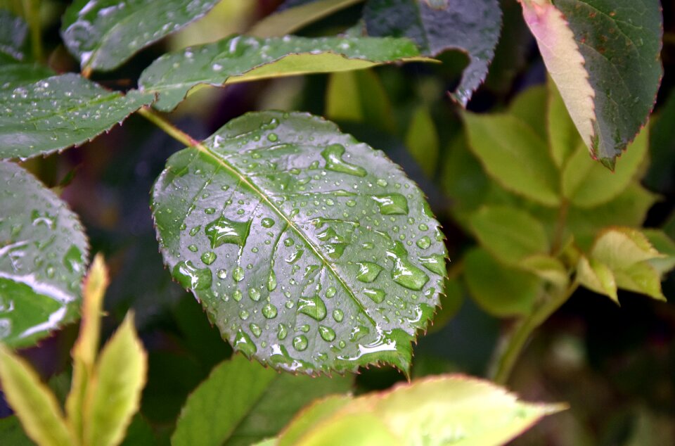 Drops of water green nature