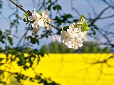 Flower blades of grass pastures photo