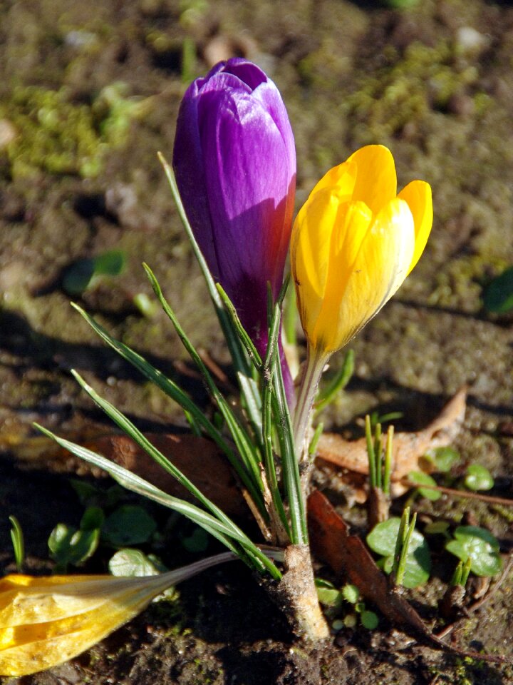 Spring color spring flowers