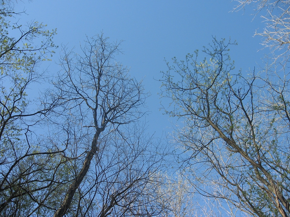 Woods environment scenery