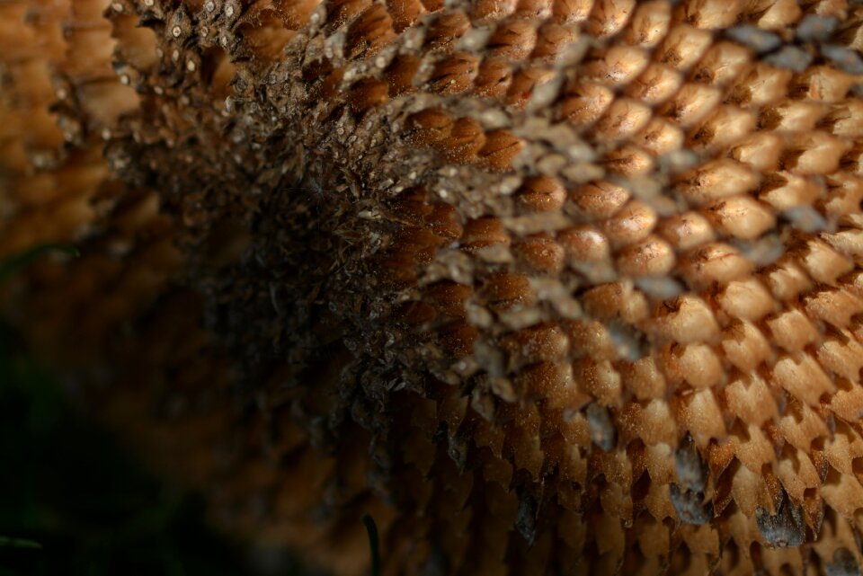 Withered close up autumn