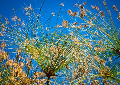 Nature grass marsh plant