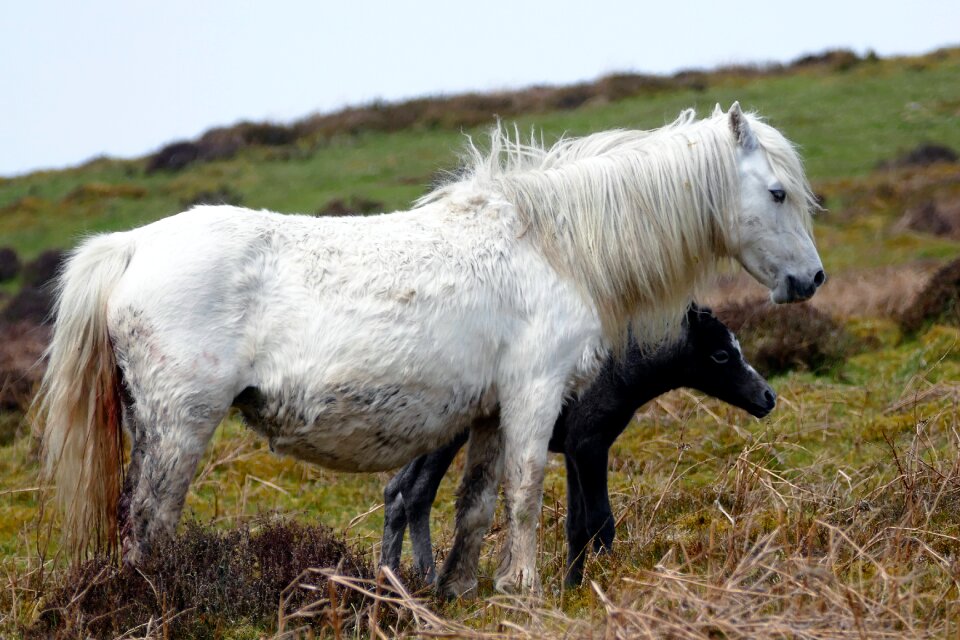 Equestrian white grass