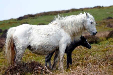 Equestrian white grass photo