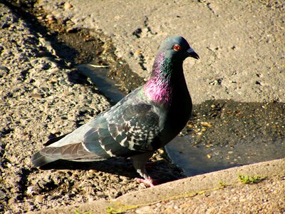 Urban pigeon bird animal photo