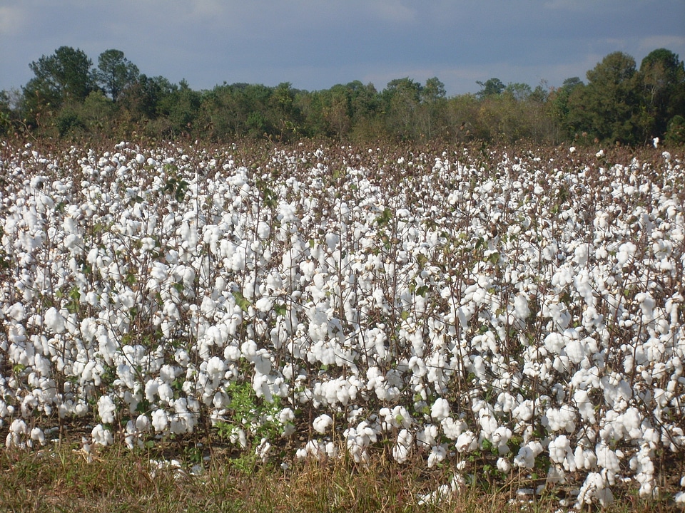 Harvest textile agriculture