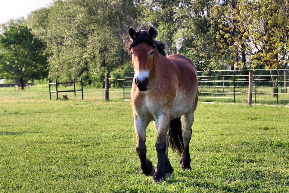 Mare pasture paddock