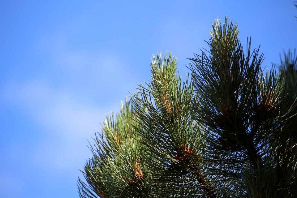Needles branch green