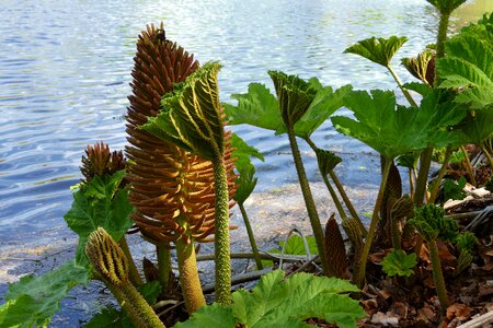 Green spring growth photo