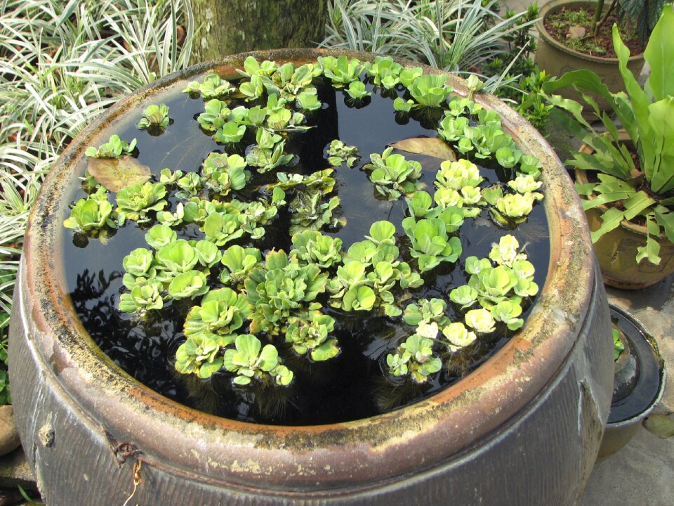 Plant vegetation tank