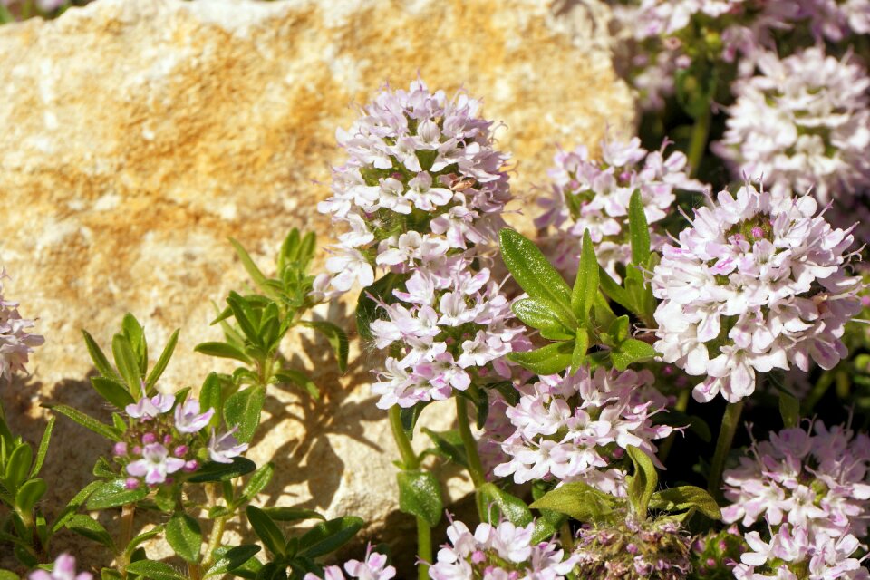 Nature beautiful spring