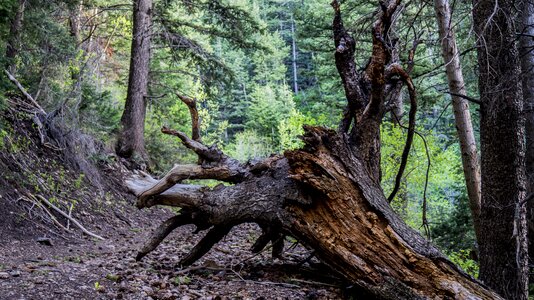 Tree with roots tree roots environment photo