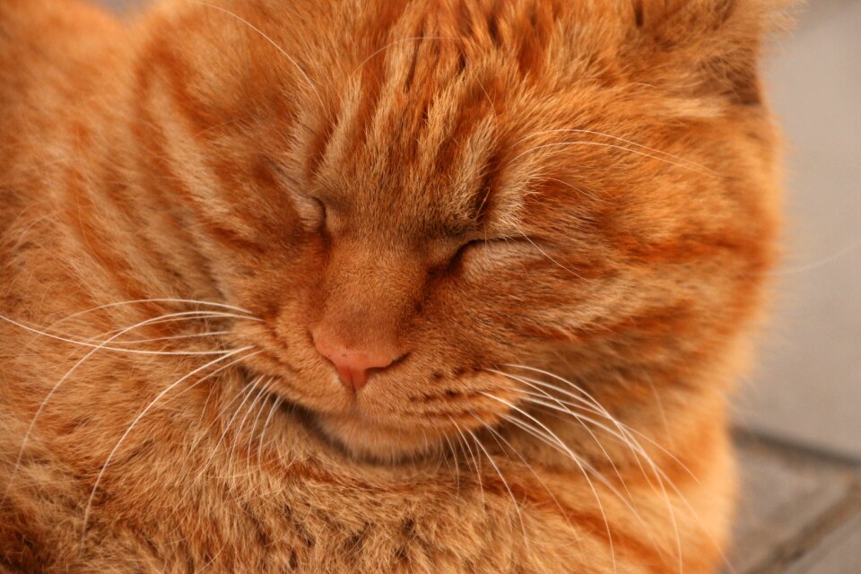 Animal pets sleep