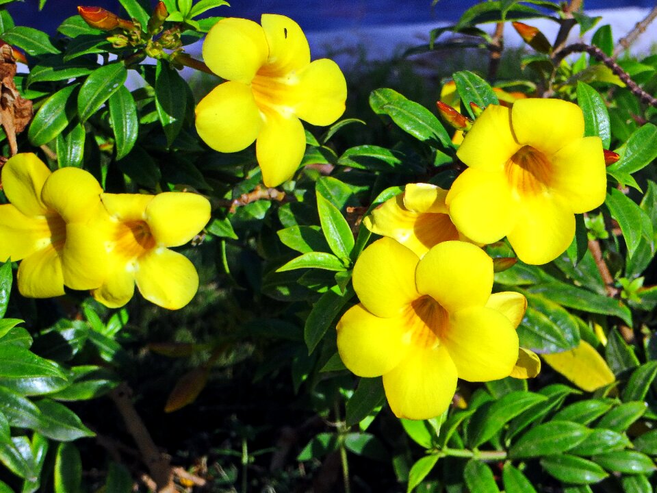 Botany vegetation blossomed