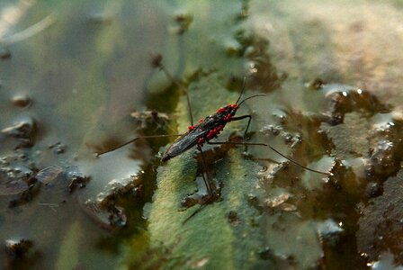 Water strider water bug photo