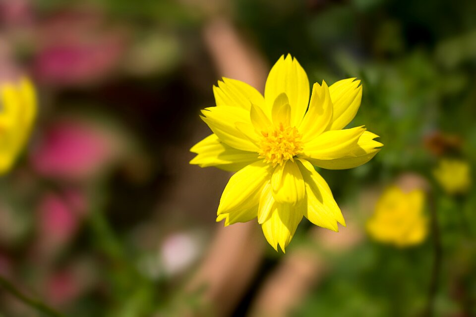 Nature yellow white flowers