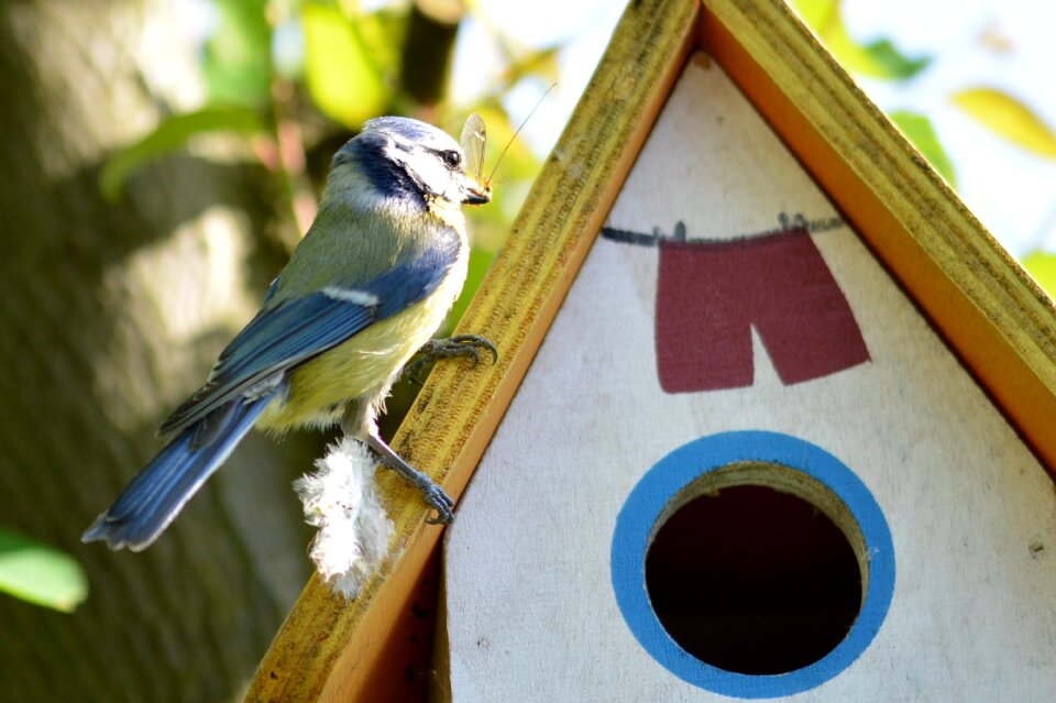 Nature animal feed