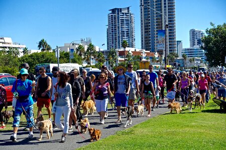 Dogs procession people