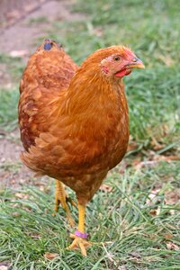 Young chicken bill