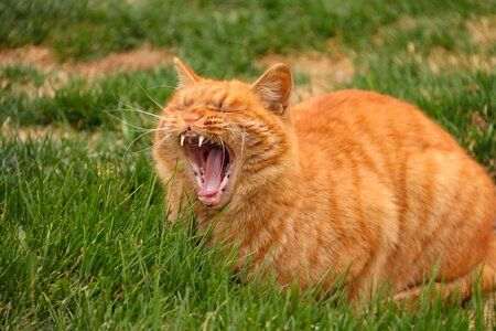 Yawn animal pets