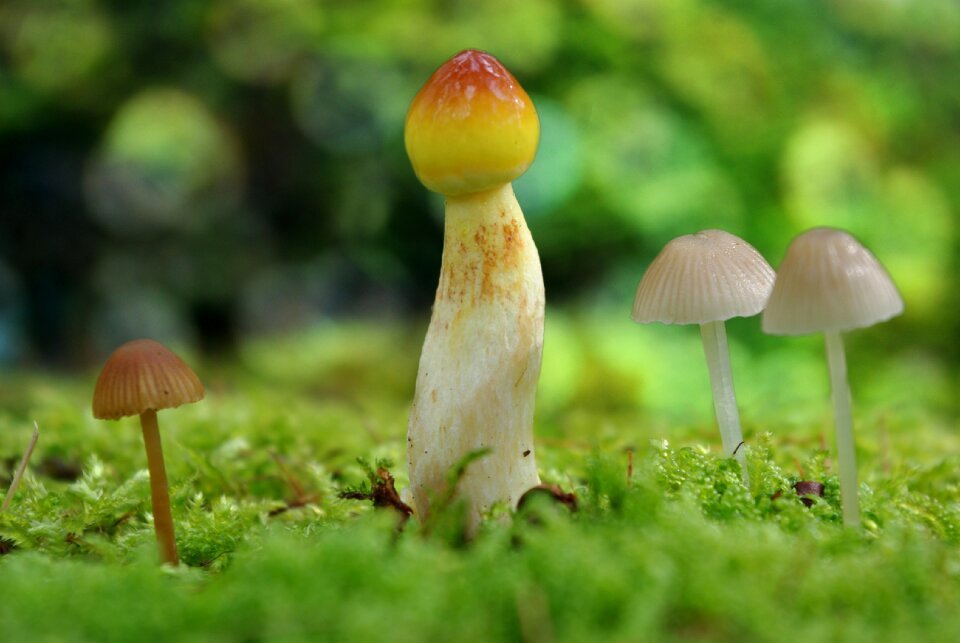 Mushroom picking plant mushrooms in a basket