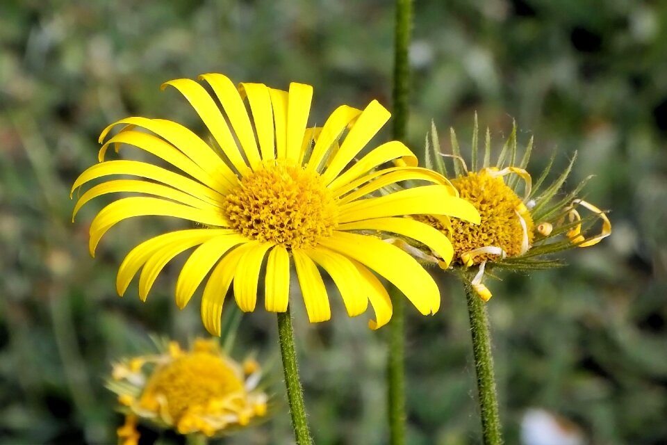 Flower yellow flower spring