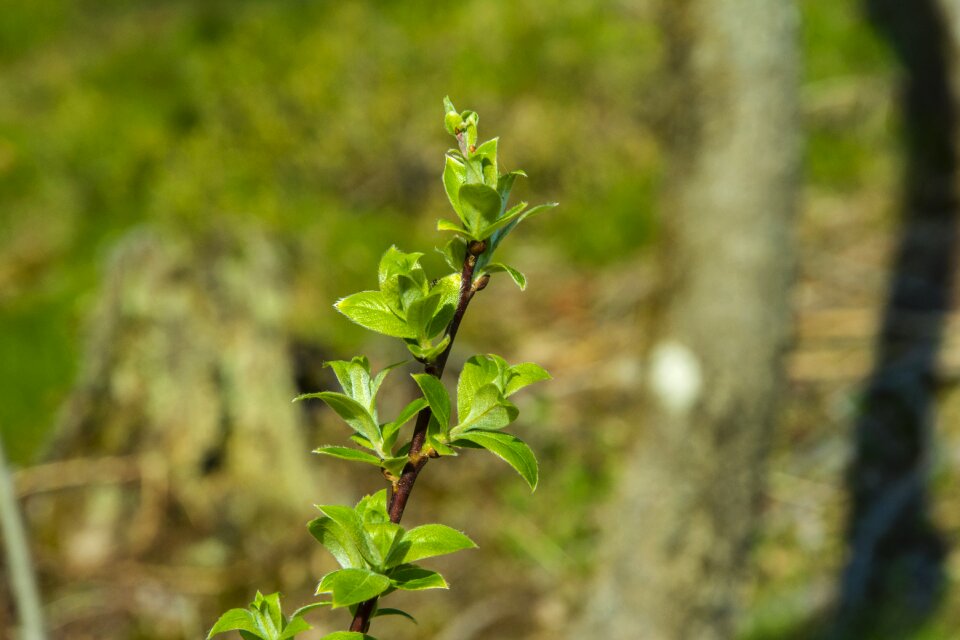 Green forest the nature of the
