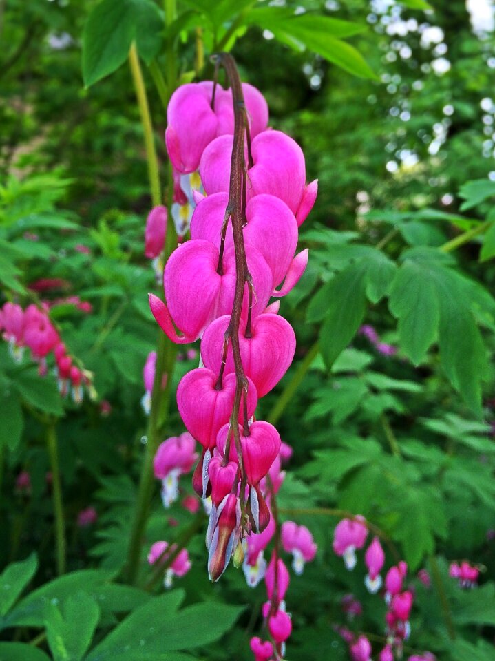 Pink green heart