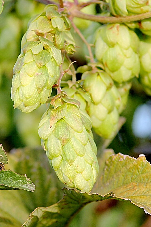Wild hop green plant