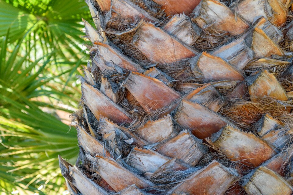 Close up section palm tree root