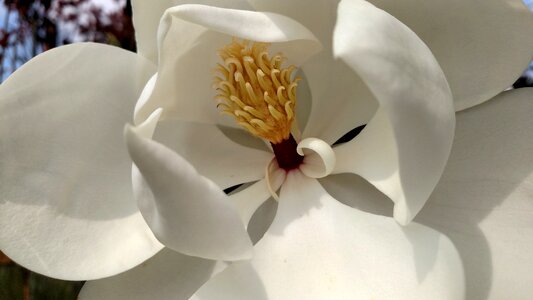 Tree flower